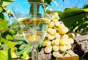 Mariniranje belo vino i grozdje Foto M Jablanov