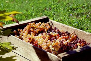 Mariniranje grape PIXABAY
