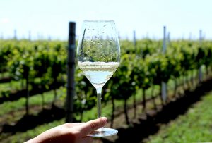 Mariniranje vinarija Galot Foto priv arhiva