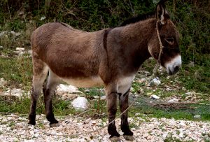 Mariniranje donkey-by babaric78 Pixabay