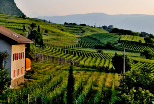 Mariniranje green-farm-by Roland Dumke on Pexels