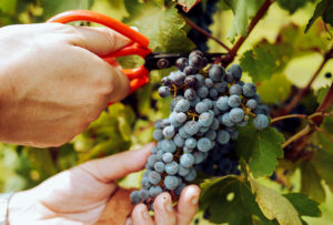 Mariniranje grape harvest by elle-hughes 1 on pexels