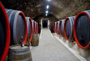 Mariniranje viticulture by ivabalk from Pixabay