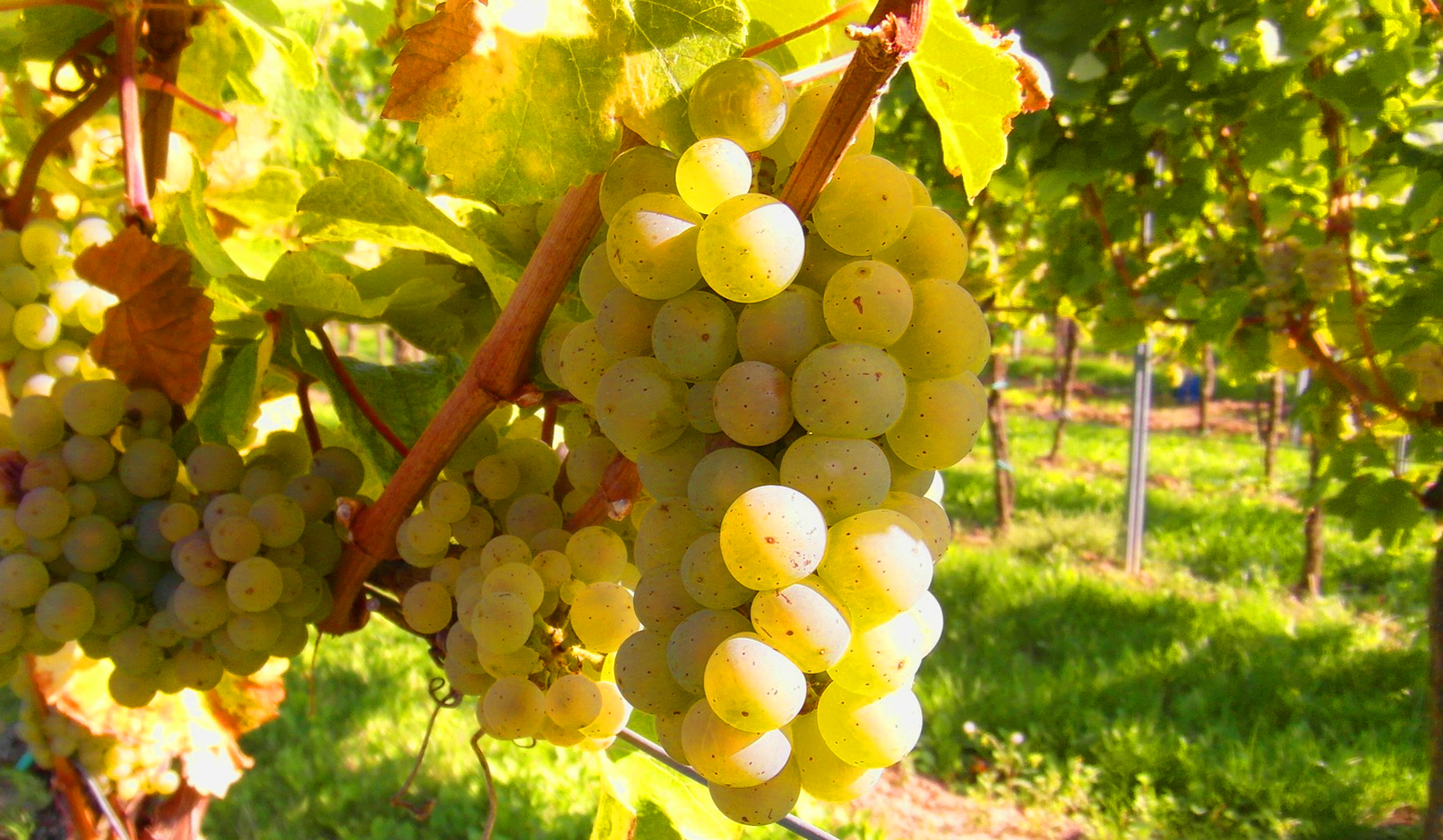 grape neoplanta