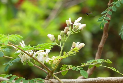 MORINGA PIXABAY