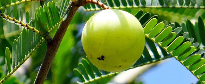 Mariniranje amla indian gooseberry PIXABAY