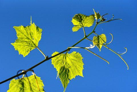 Mariniranje grapevine leaf by Mabel Amber Pixabay