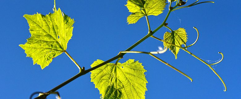 Mariniranje grapevine leaf by Mabel Amber Pixabay