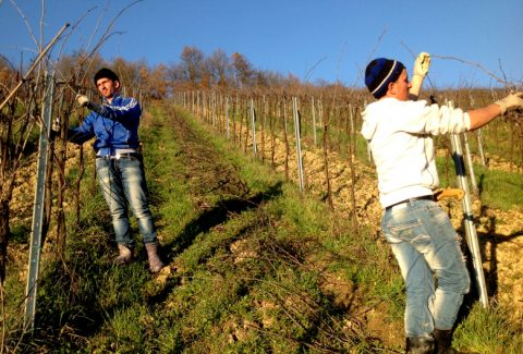 Mariniranje orezivanje vinograda