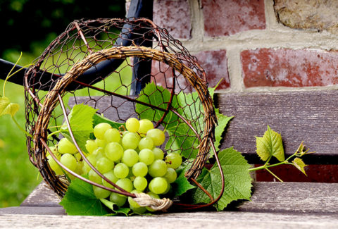 Mariniranje grapes-by congerdesign Pixabay