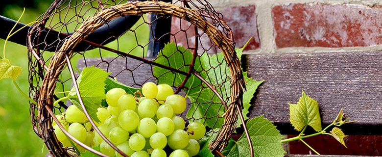 Mariniranje grapes-by congerdesign Pixabay