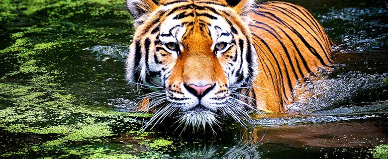 tiger photo by Andreas Breitling from Pixabay
