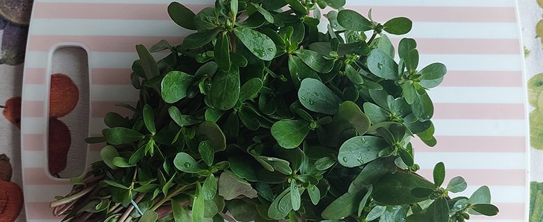 Tust Portulaca oleracea Foto Mariniranje