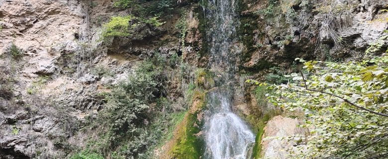 Veliki buk Lisine Foto Mariniranje